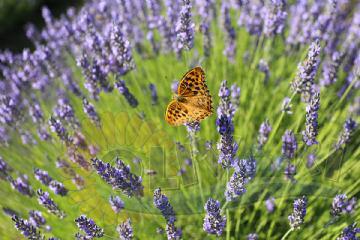 Spring on the island of Hvar