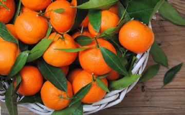 Tangerine harvest
