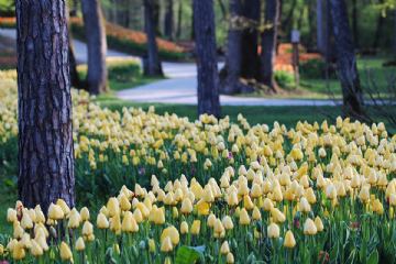 Premium Reise im April: Blumenparadies Slowenien genannt